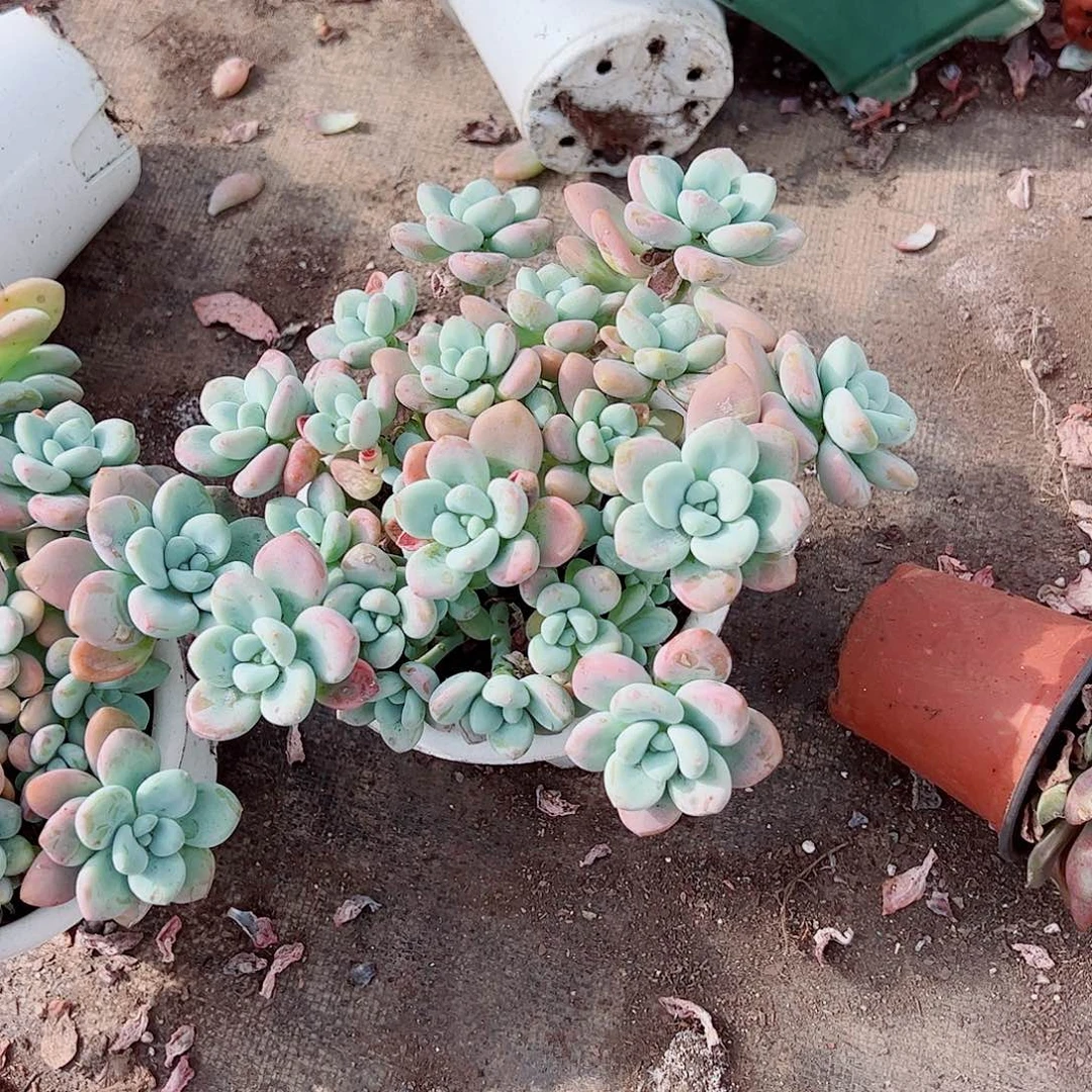 红洛神多头造型精品特价