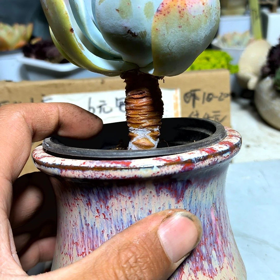 满6元包邮，大颗白凤老庄