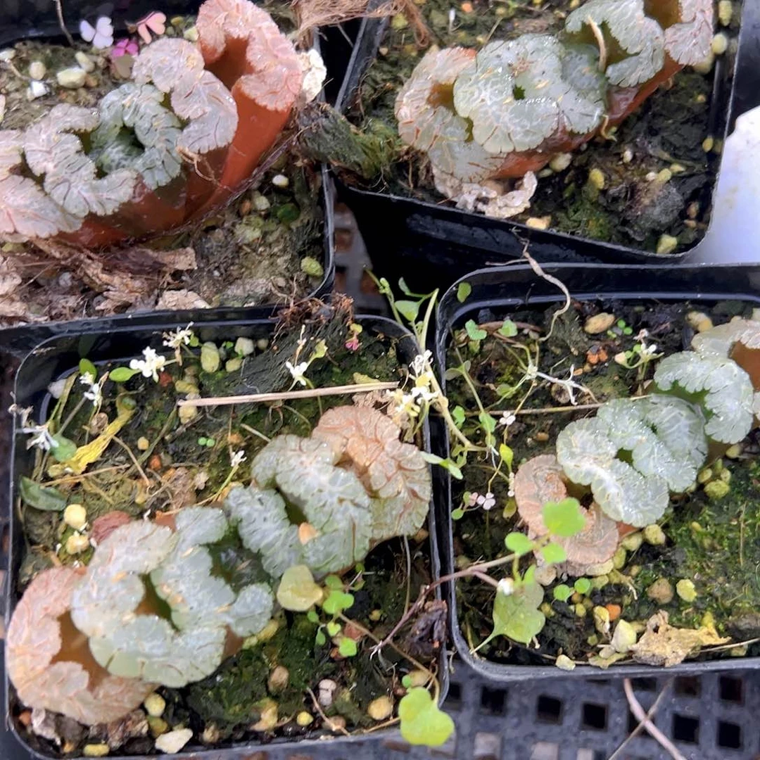 黑武泰玉扇多肉多肉一颗