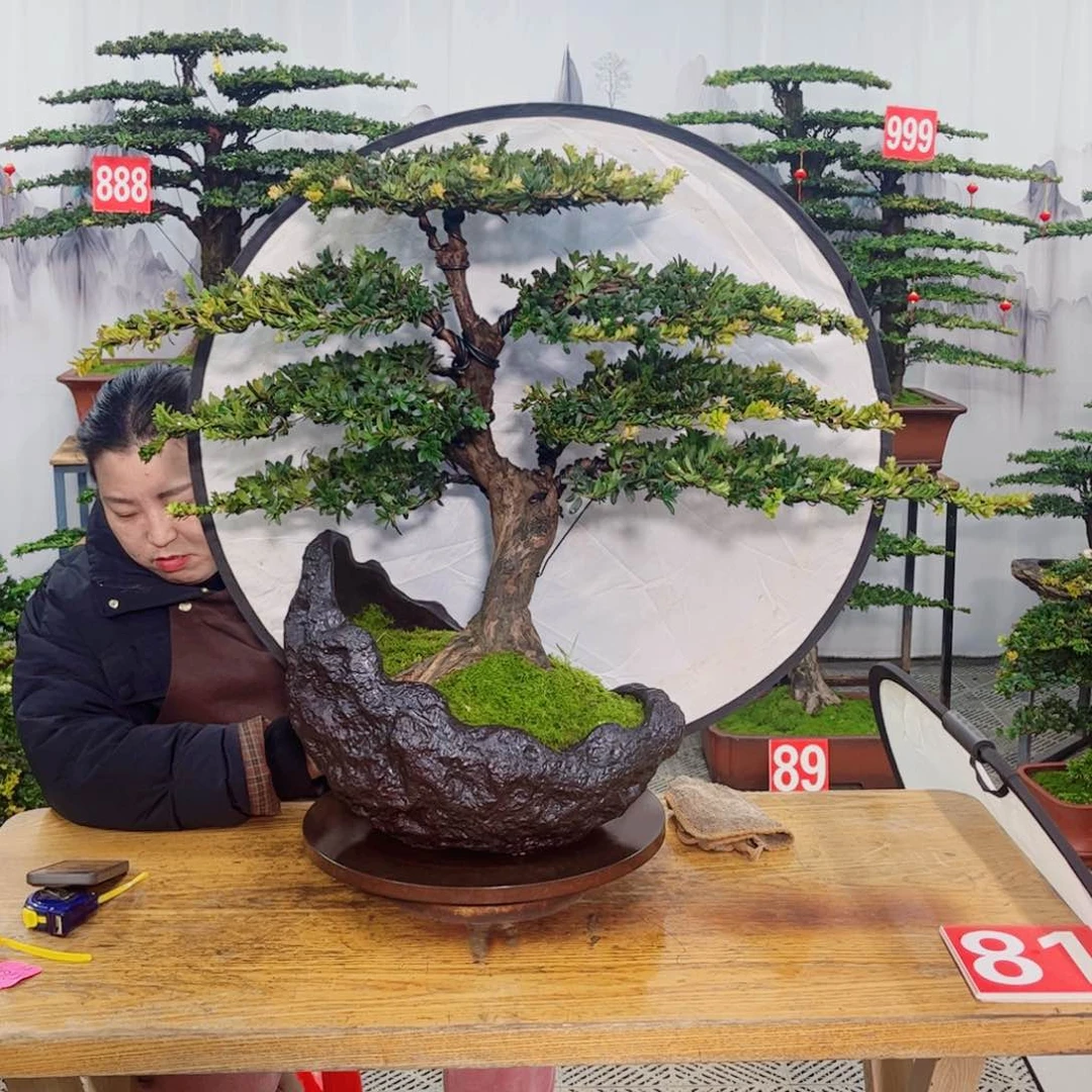 罗汉松造型盆景作品