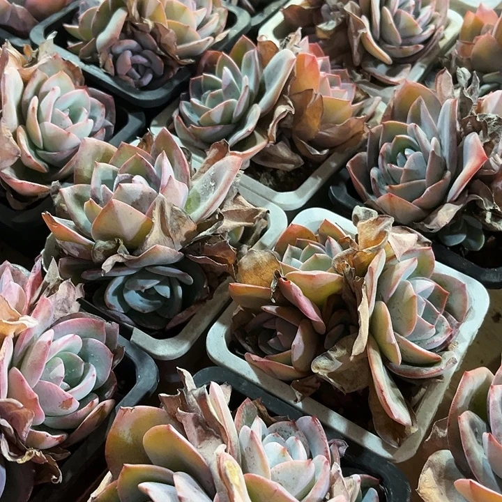 新年福利2棵大布鲁蓝多肉植物