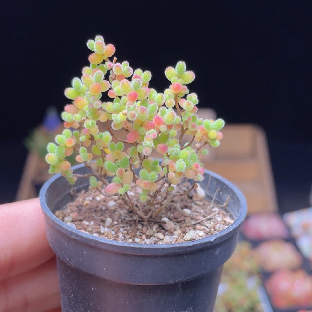 金桔糖球多肉9.9包邮发货