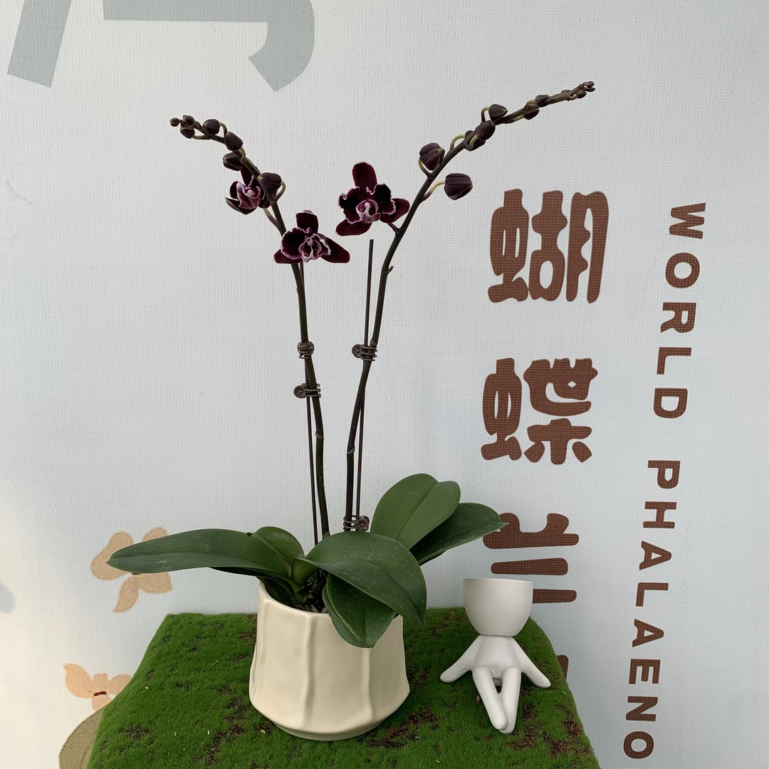 【拉丁舞群】蝴蝶兰 鲜活花卉 桌面办公室客厅