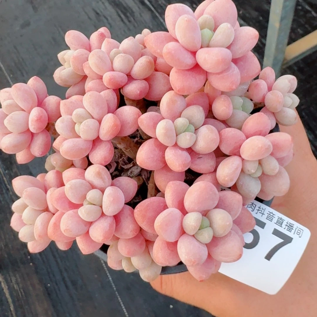 鱼子酱群生整装无砍