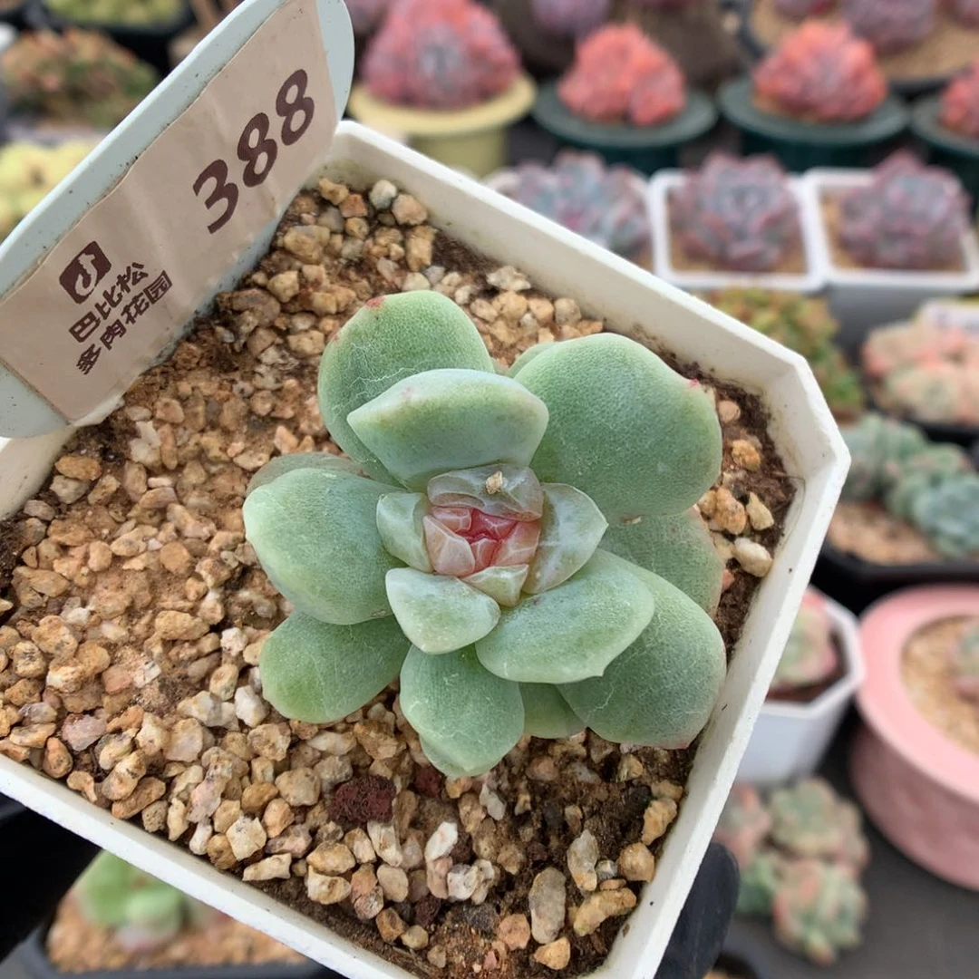 388 冰玉石化多肉