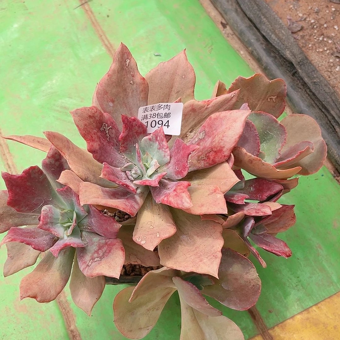 半***夏多肉一物一拍植物1094