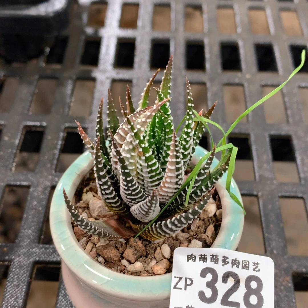 肉萌萌拇指盆精控多肉ZP328