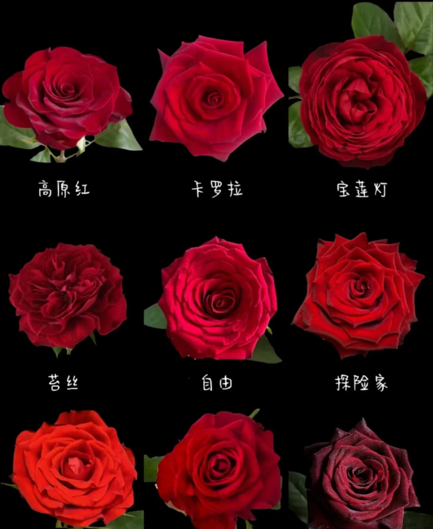 【万紫鲜花】红玫瑰10枝