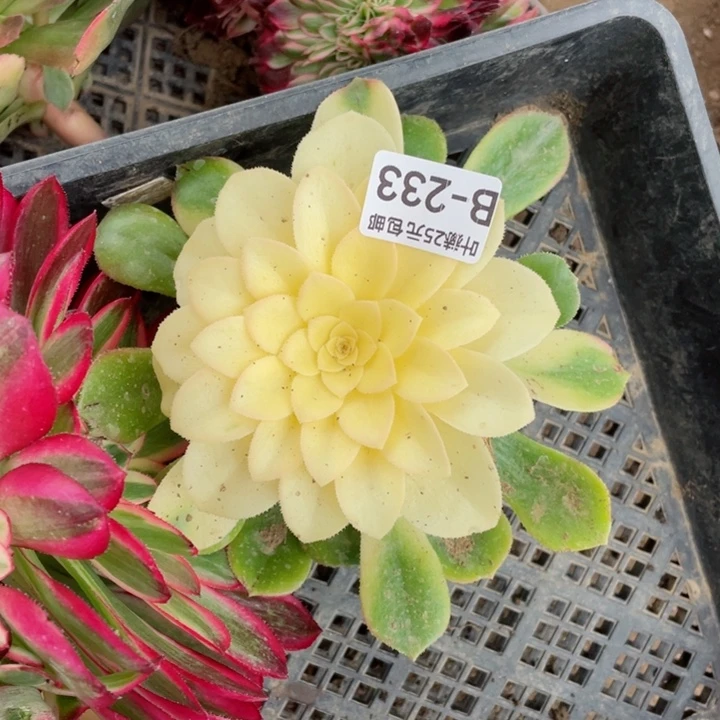 233雪连多肉12345678