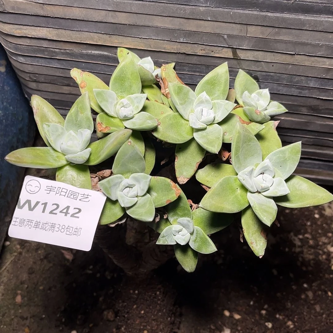 1242啊啊啊啊啊啊啊