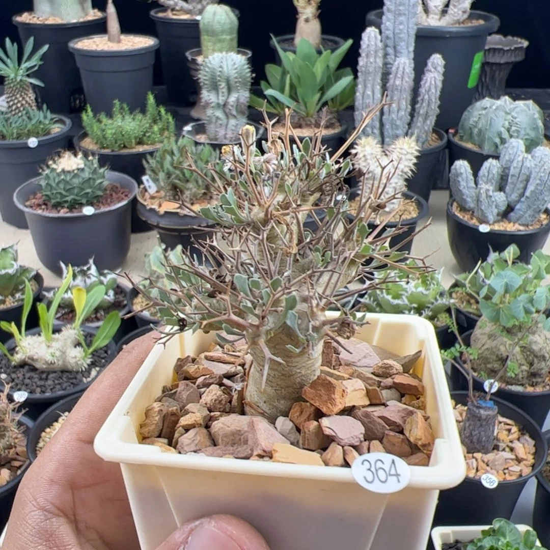 黑鬼殿厚敦菊一物一拍