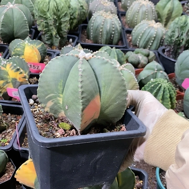 花花草草花花草草