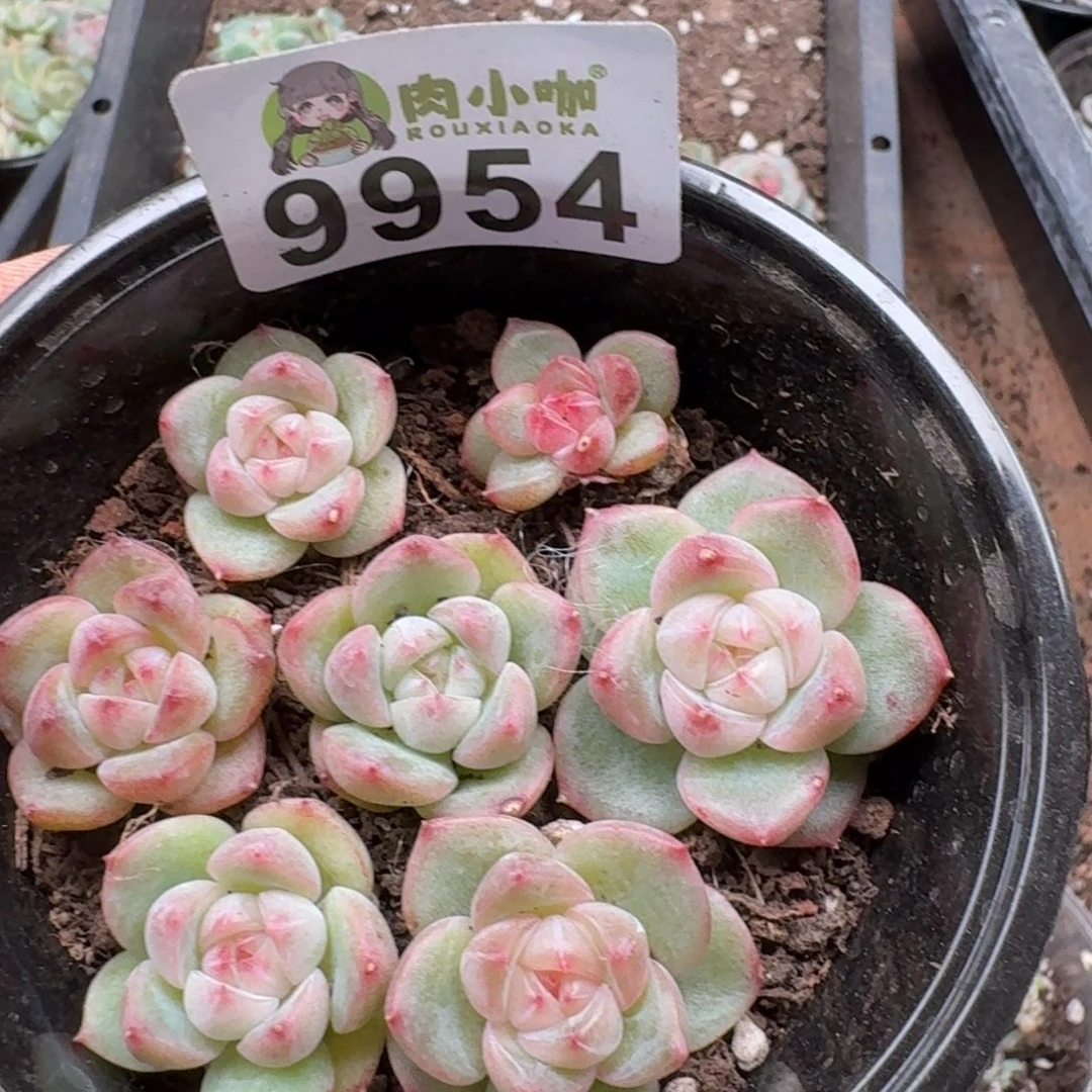 暖****多肉植物多肉植物