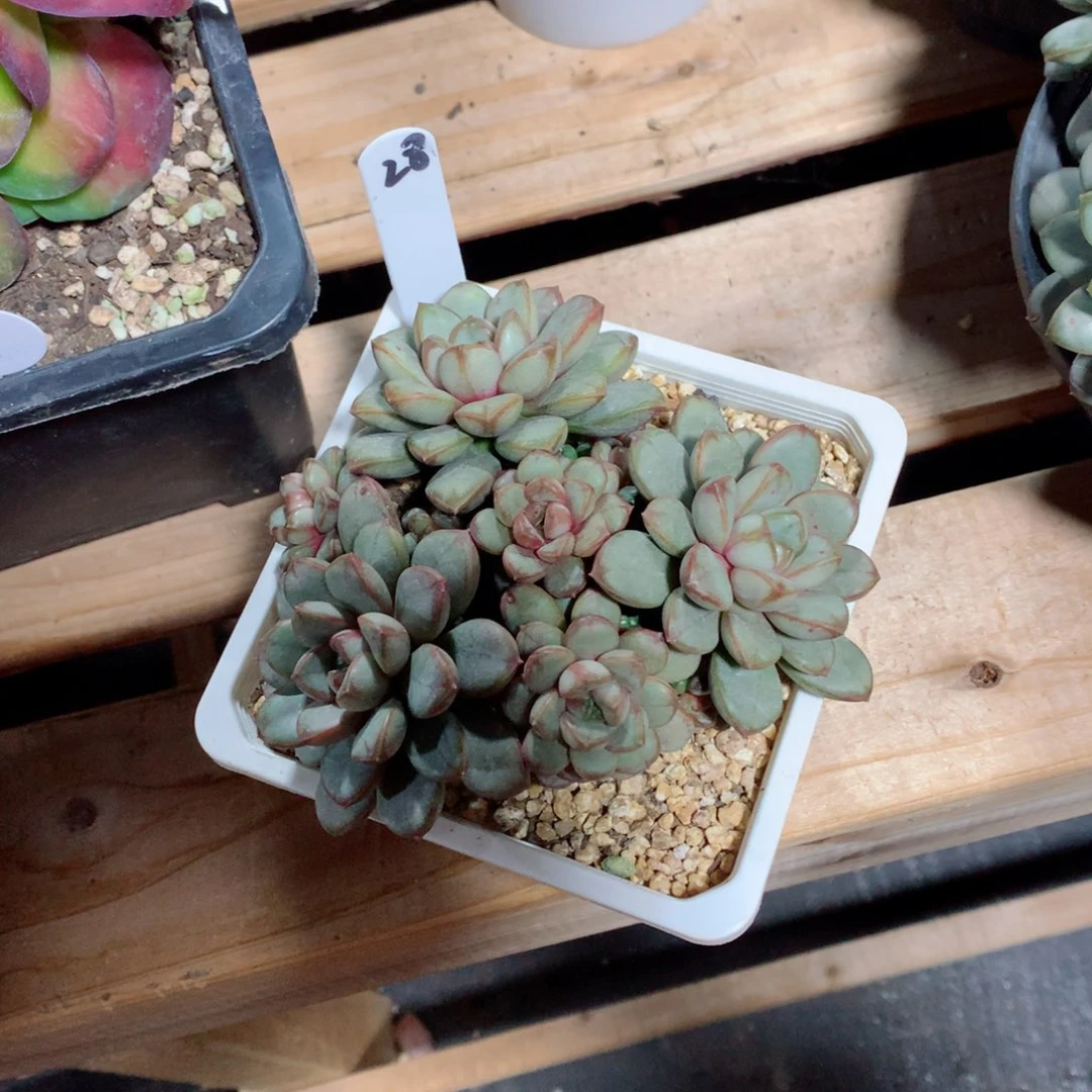 多肉植物多肉植物补久ang