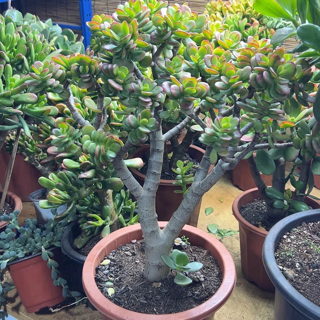 卫***夫完全开放姬红花月一物一拍