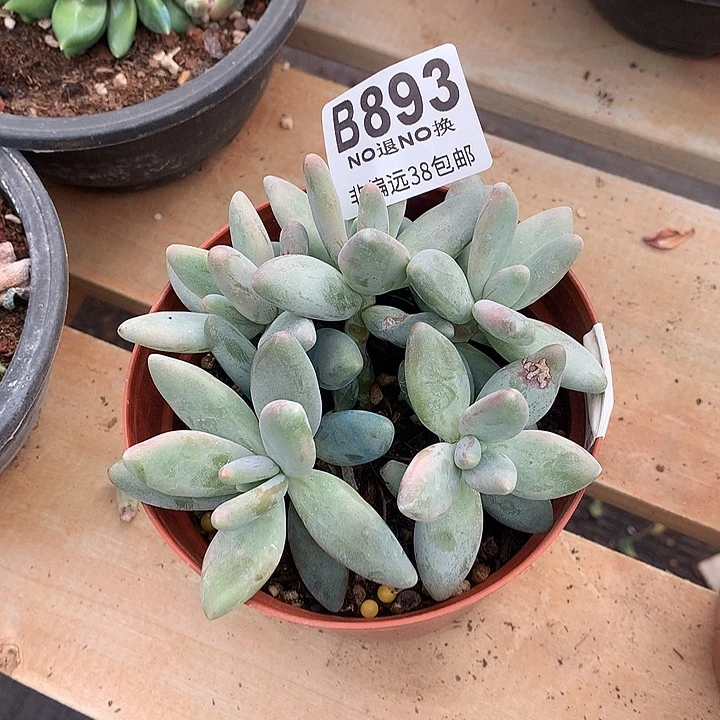 企鹅自然群 893 需延迟发货