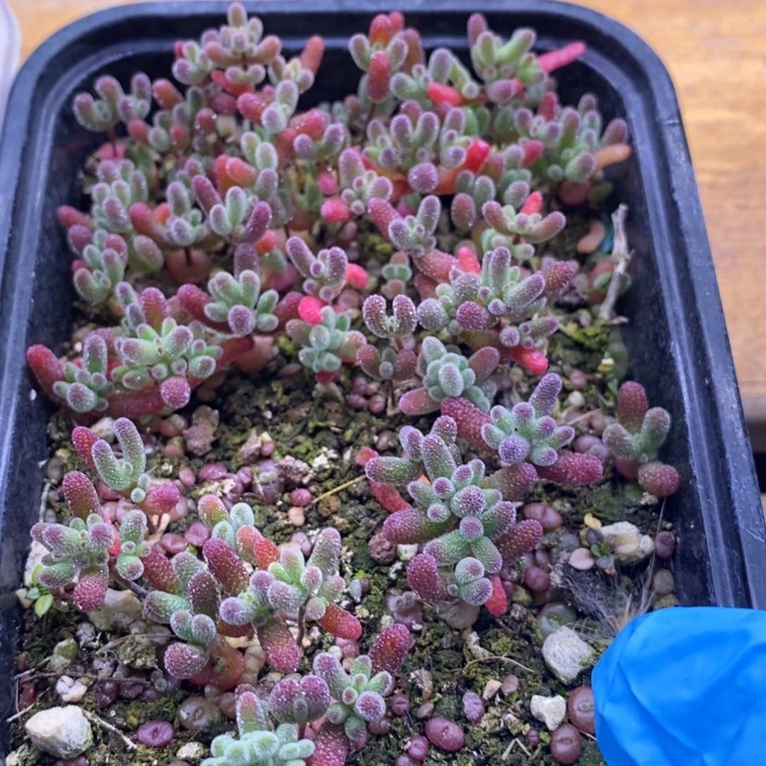 J***.759混合切糕。