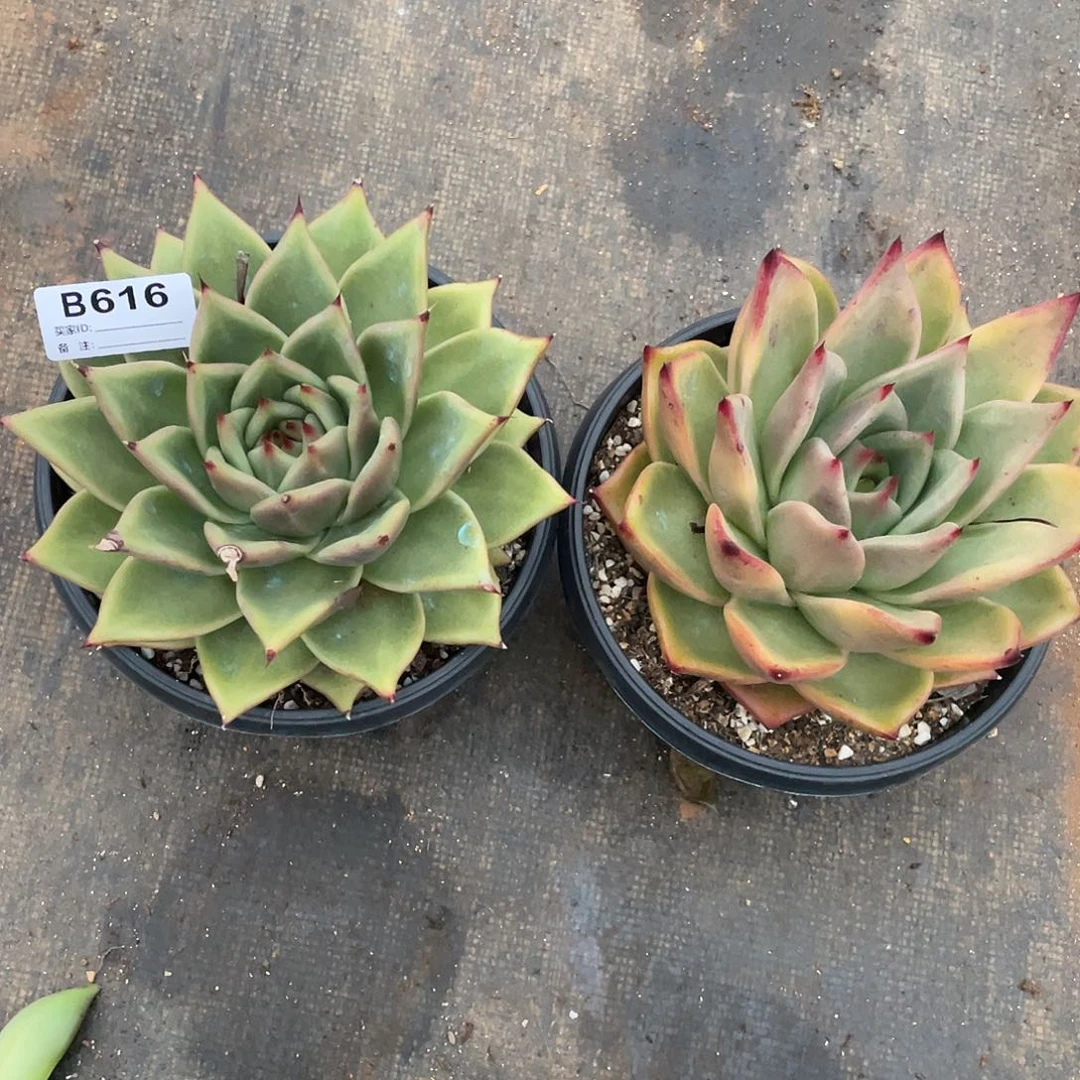 若如东云组拍B616