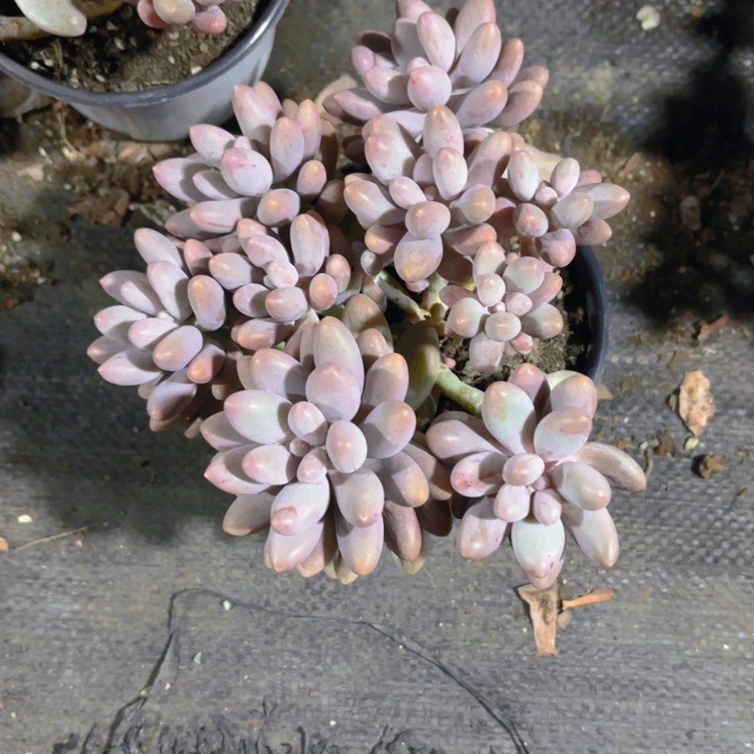 玛***卡粉色恋人14cm新疆包邮