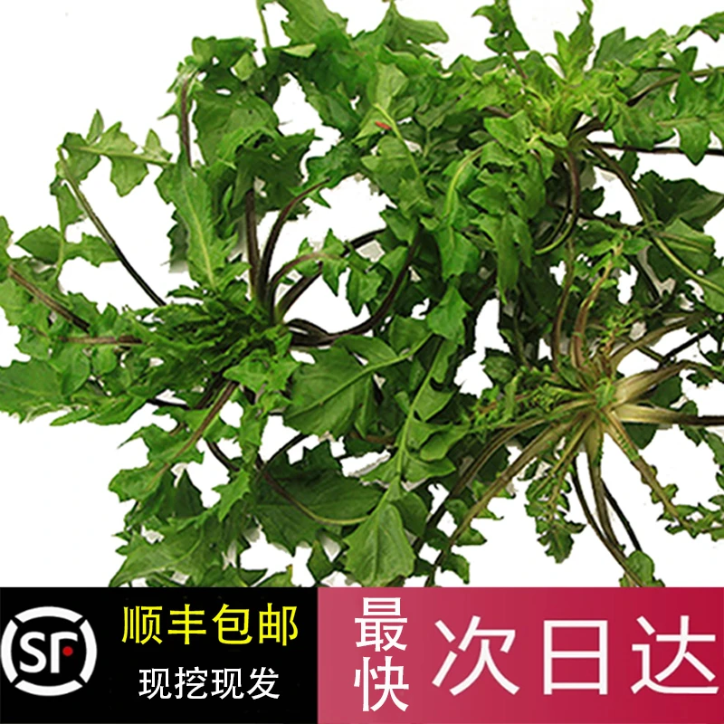 2025新鲜野荠菜 现挖野荠菜地菜荠荠菜地丁菜荠菜