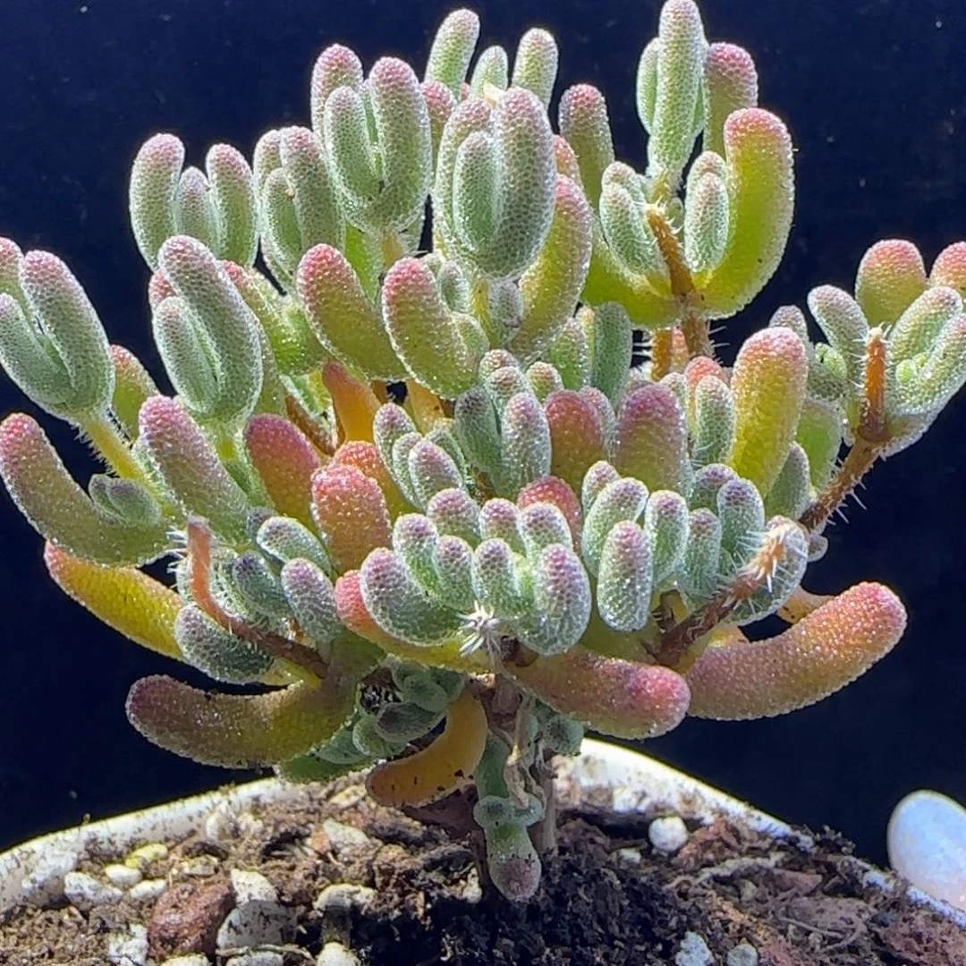 dy098橙色晶莹直杆三岔
