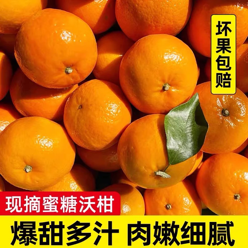 贵州高山农家沃柑正宗爆甜多汁新鲜桔子当季水果沃甘橘子批发