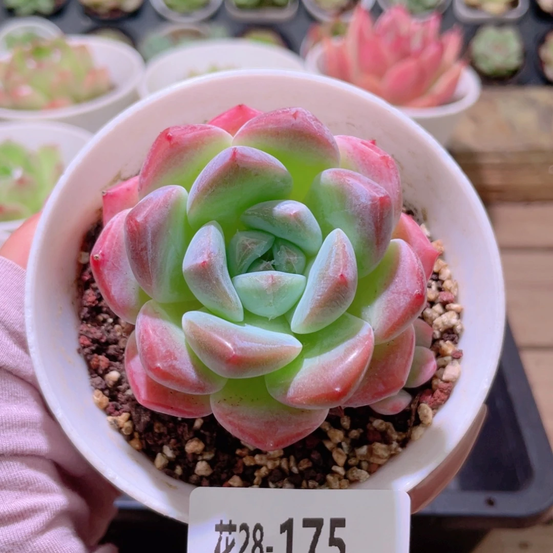 花利美28-175青提