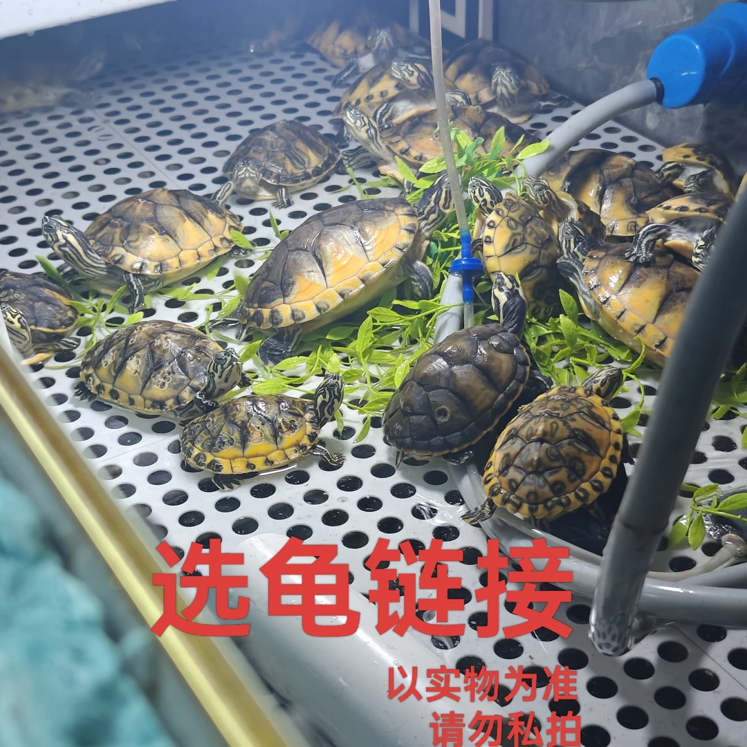 精品火焰龟直播链接（以实物为准  请勿私拍）