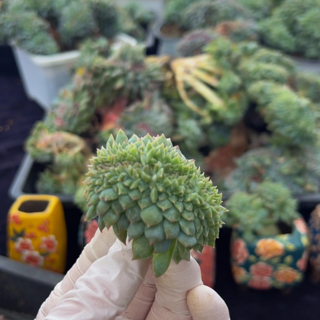 新年快乐 新年快乐
