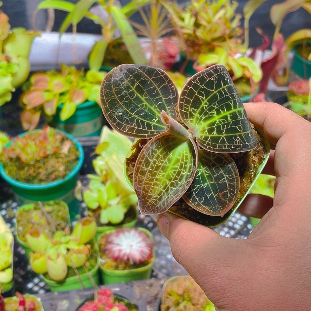 完全开放梦幻宝石蓝