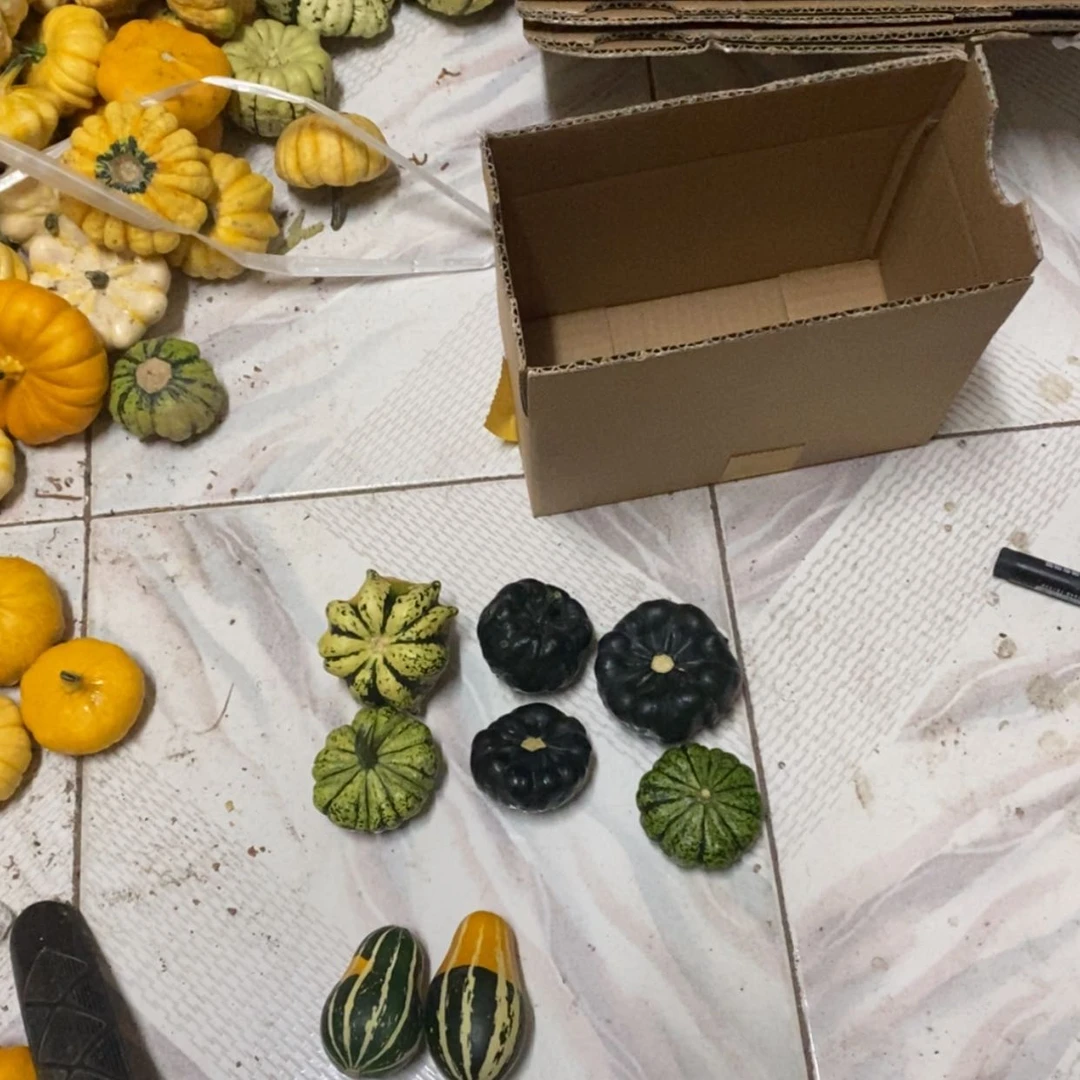 【闪购商品】雨****8墨西哥七彩葫芦青皮葫芦一组8