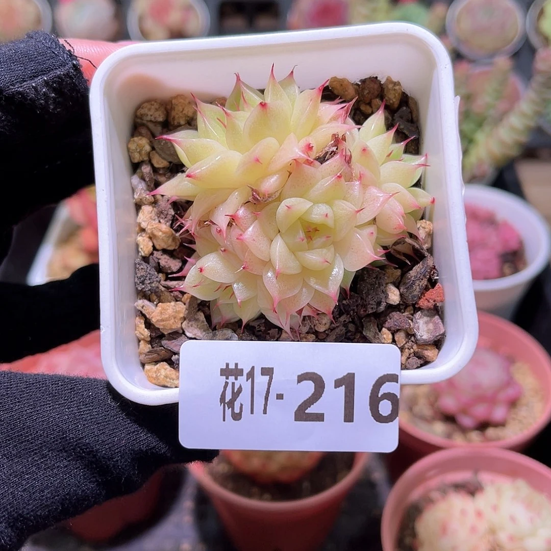 花利美17-216海王群