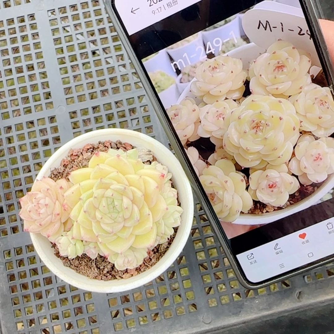 皓***养0103-104（m1-249-1）优选