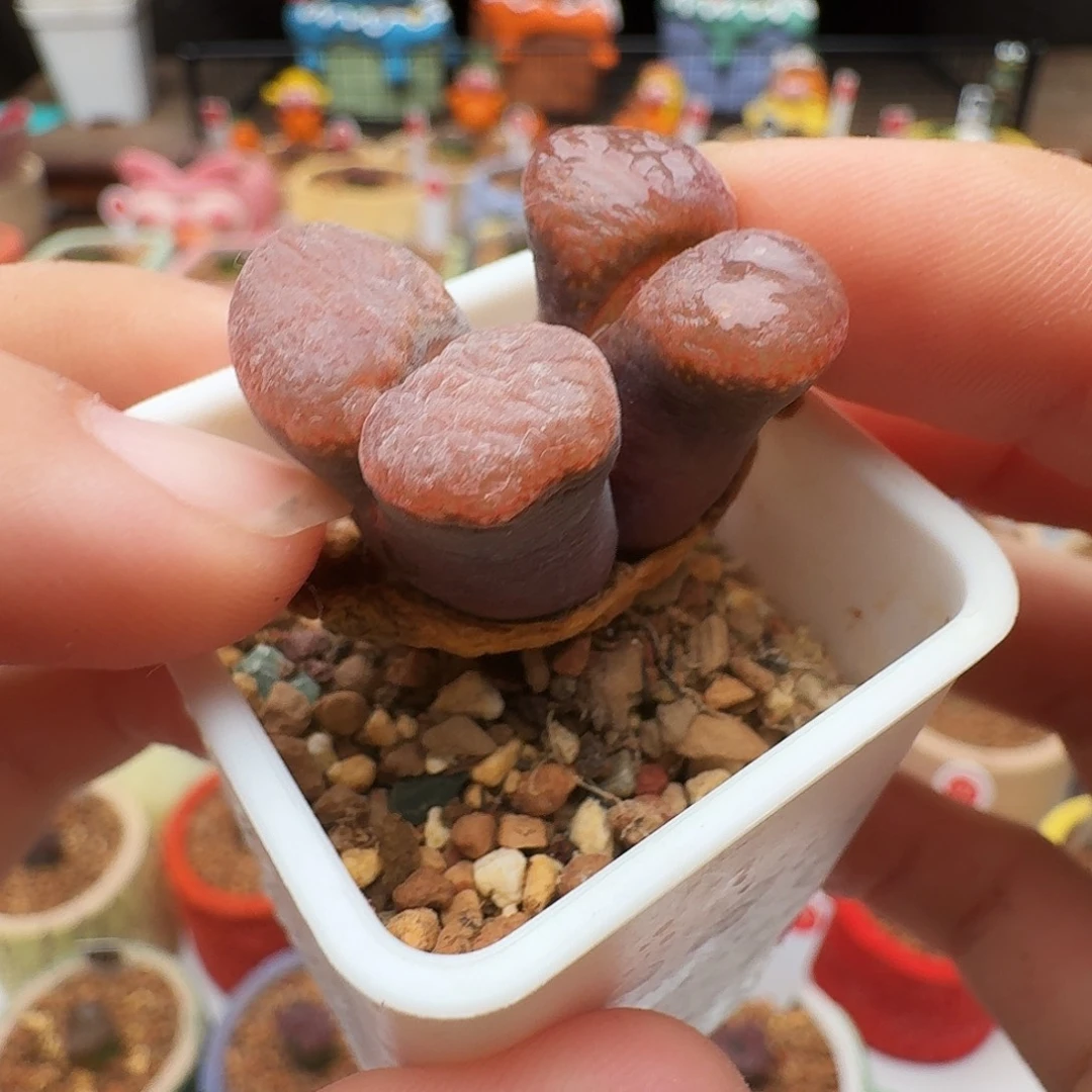 多肉植物福利风铃134