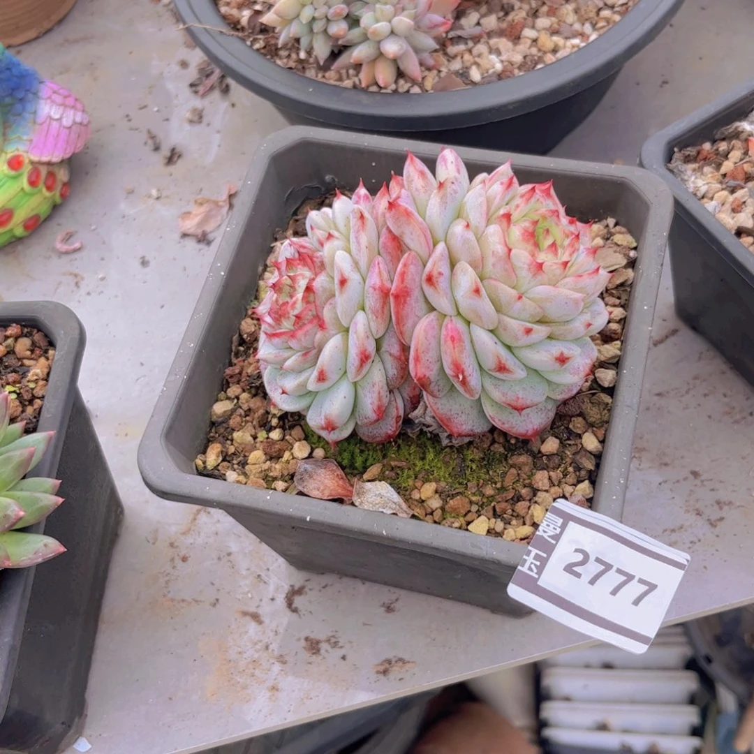 天鹅绒多肉植物2777