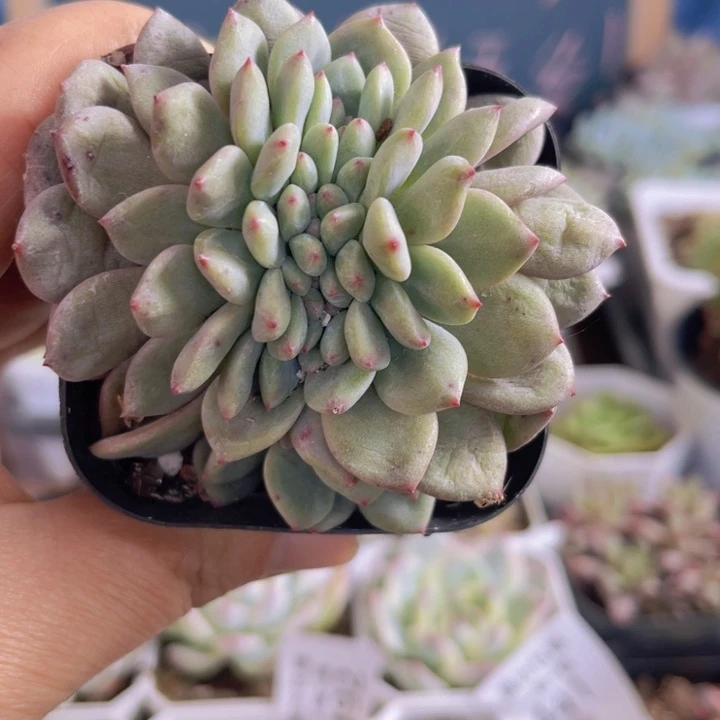 爱丽儿缀多肉植物量