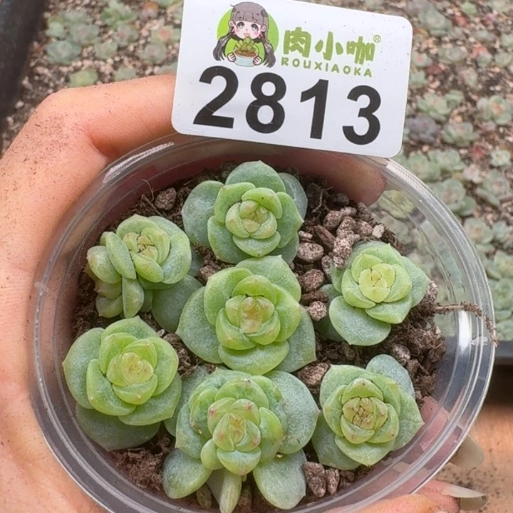 多肉植物多肉植物