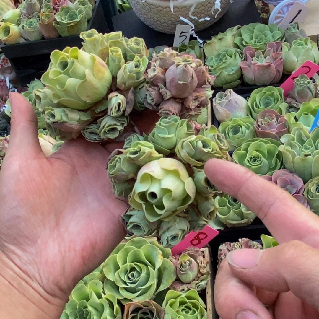 用***1山地玫瑰多肉植物花卉100打包3颗