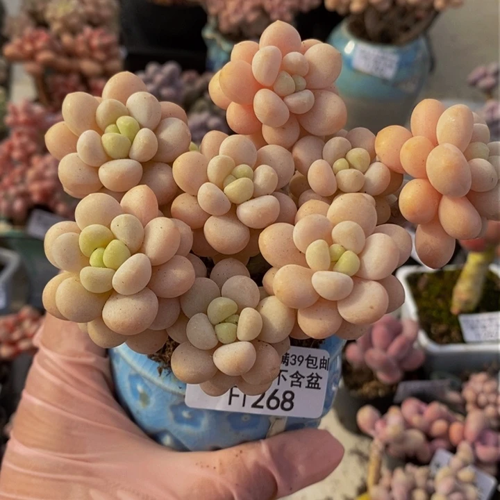 洛可可老桩10cm1268多肉植物