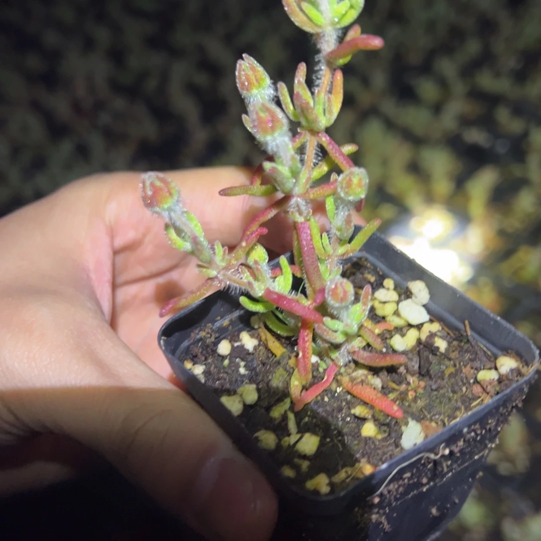 小狐尾55杯树形精品