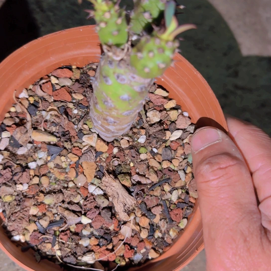 墨*1块根植物块根植物