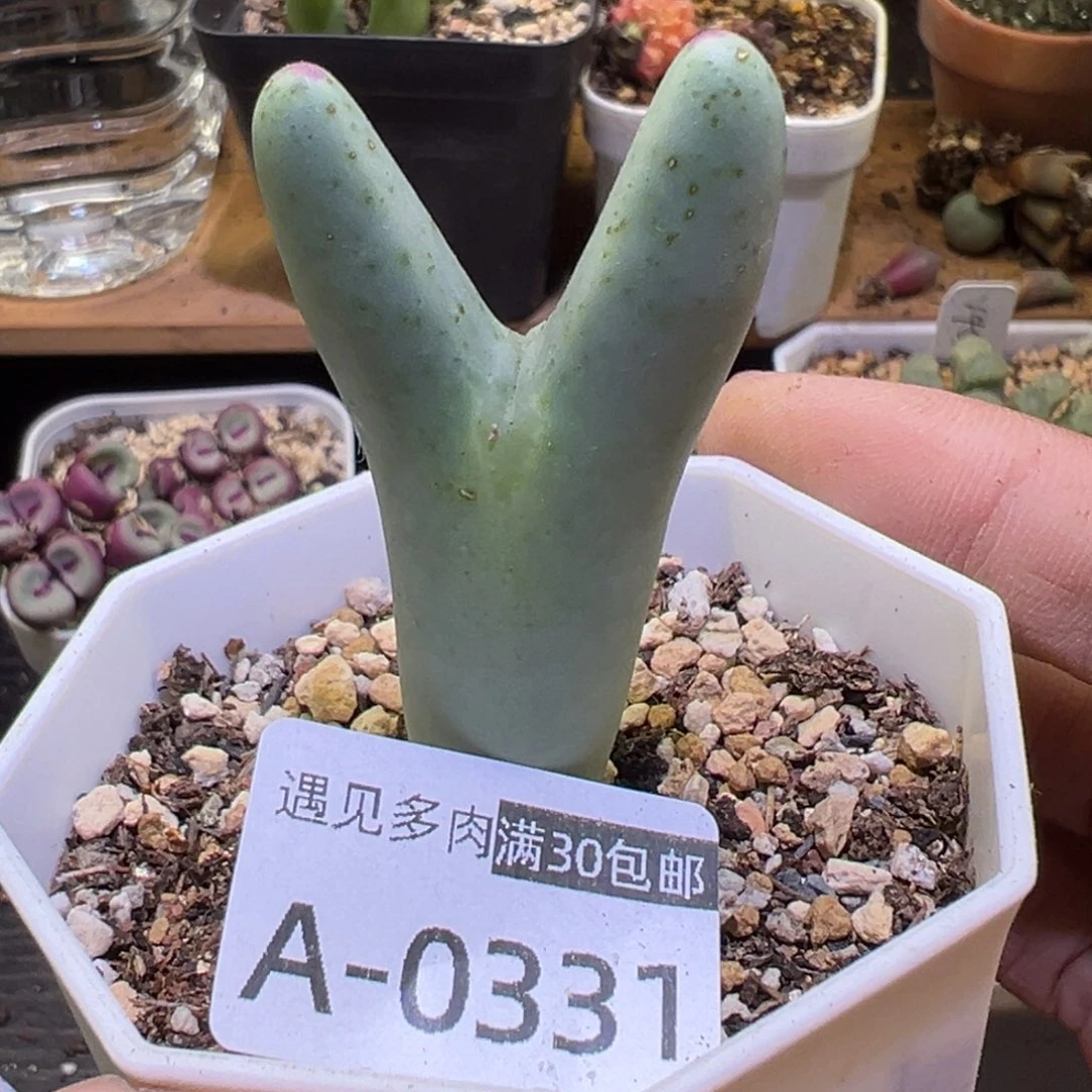 多肉植物111111111111
