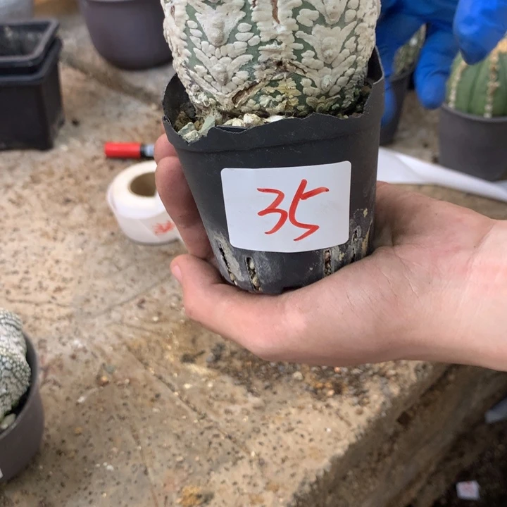 35号v兜。。。。。。。。。。。。