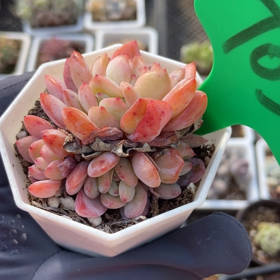 705全明星多肉植物保护