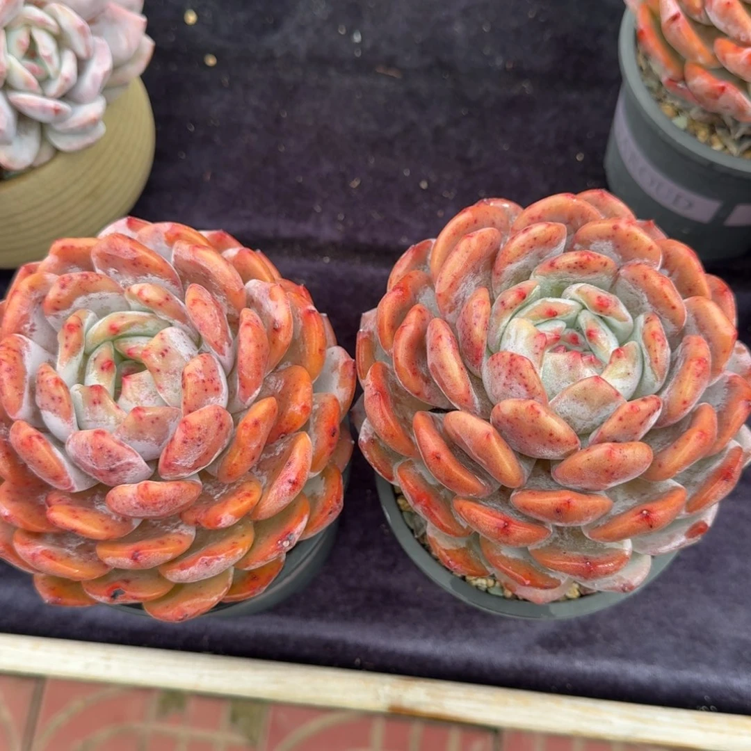 雨***梅一组两颗，专拍链接。