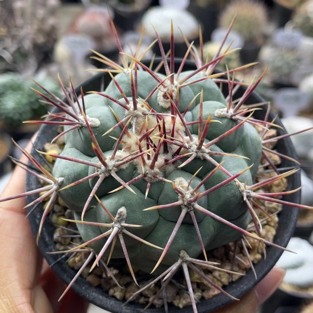 武者影        实生根