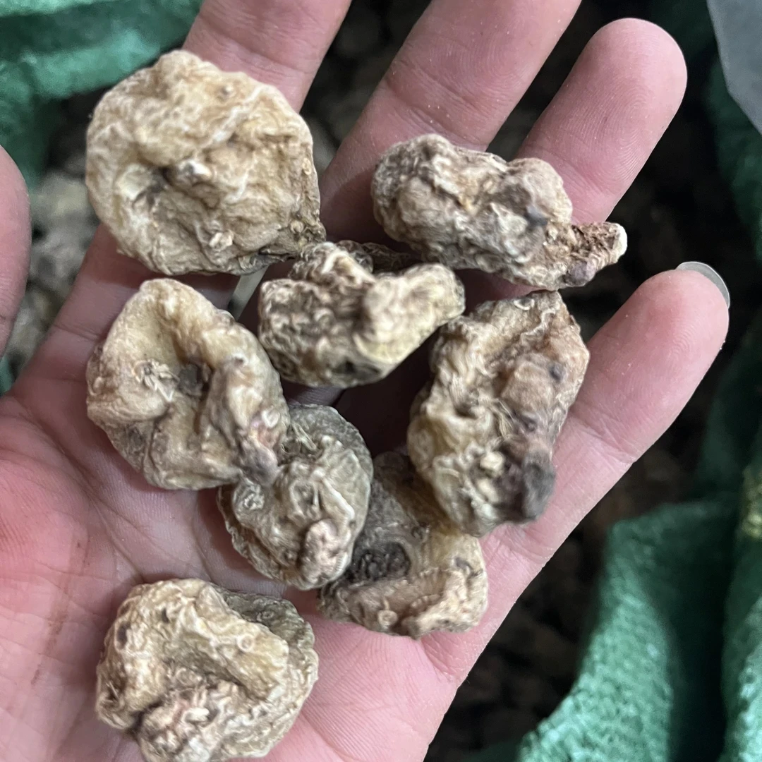 【山慈菇】深山採挖特大果