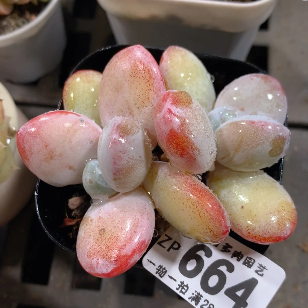 5CM拇指盆精控多肉ZP664