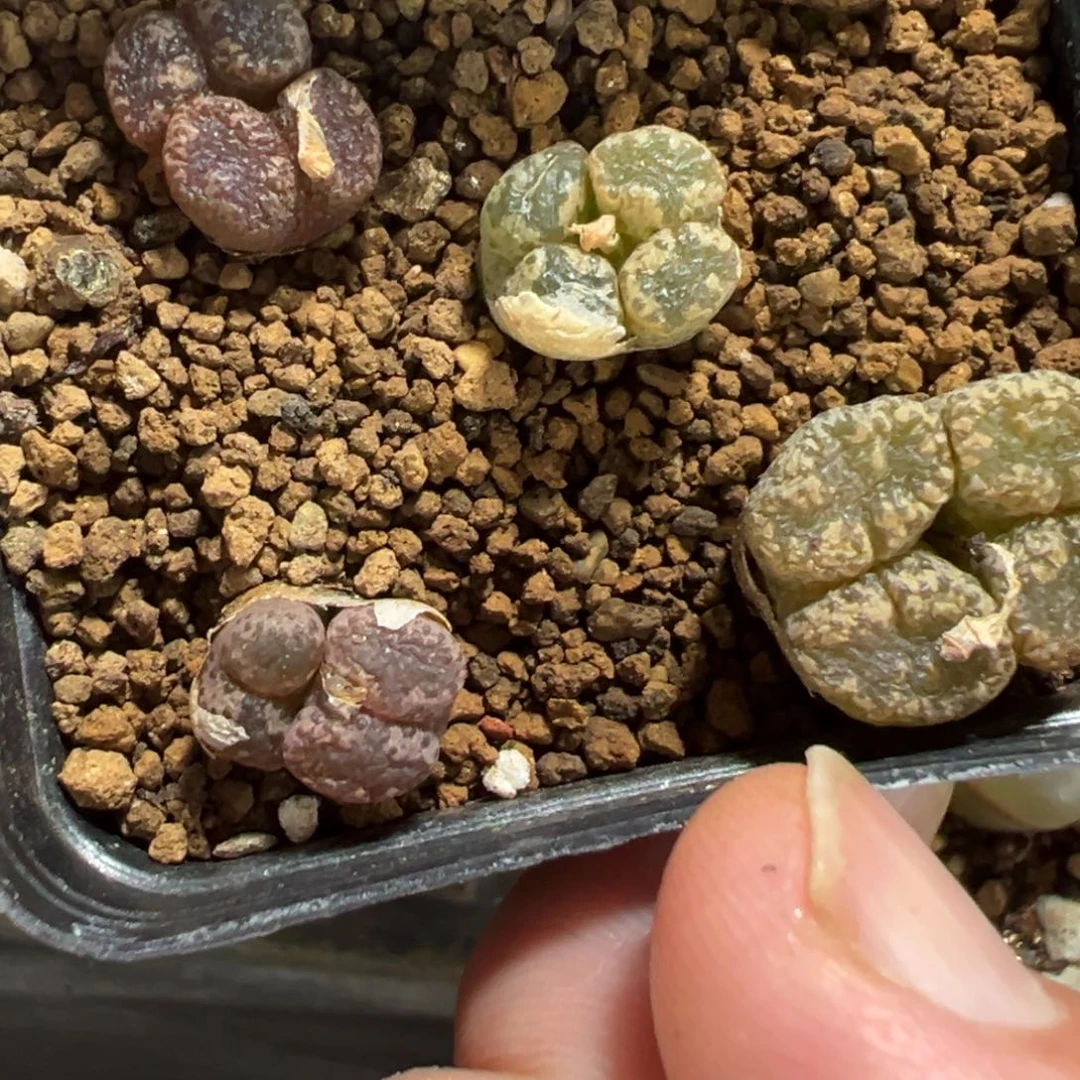 9-155量拍勋章一颗。多肉