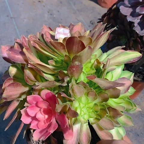 502韶华多肉植物